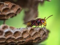 macro lens photography of yellow and red bee