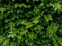 plant with green leaves