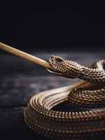 space dark rope reptile