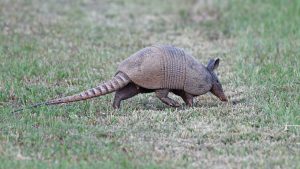 armadillo wandering across grass